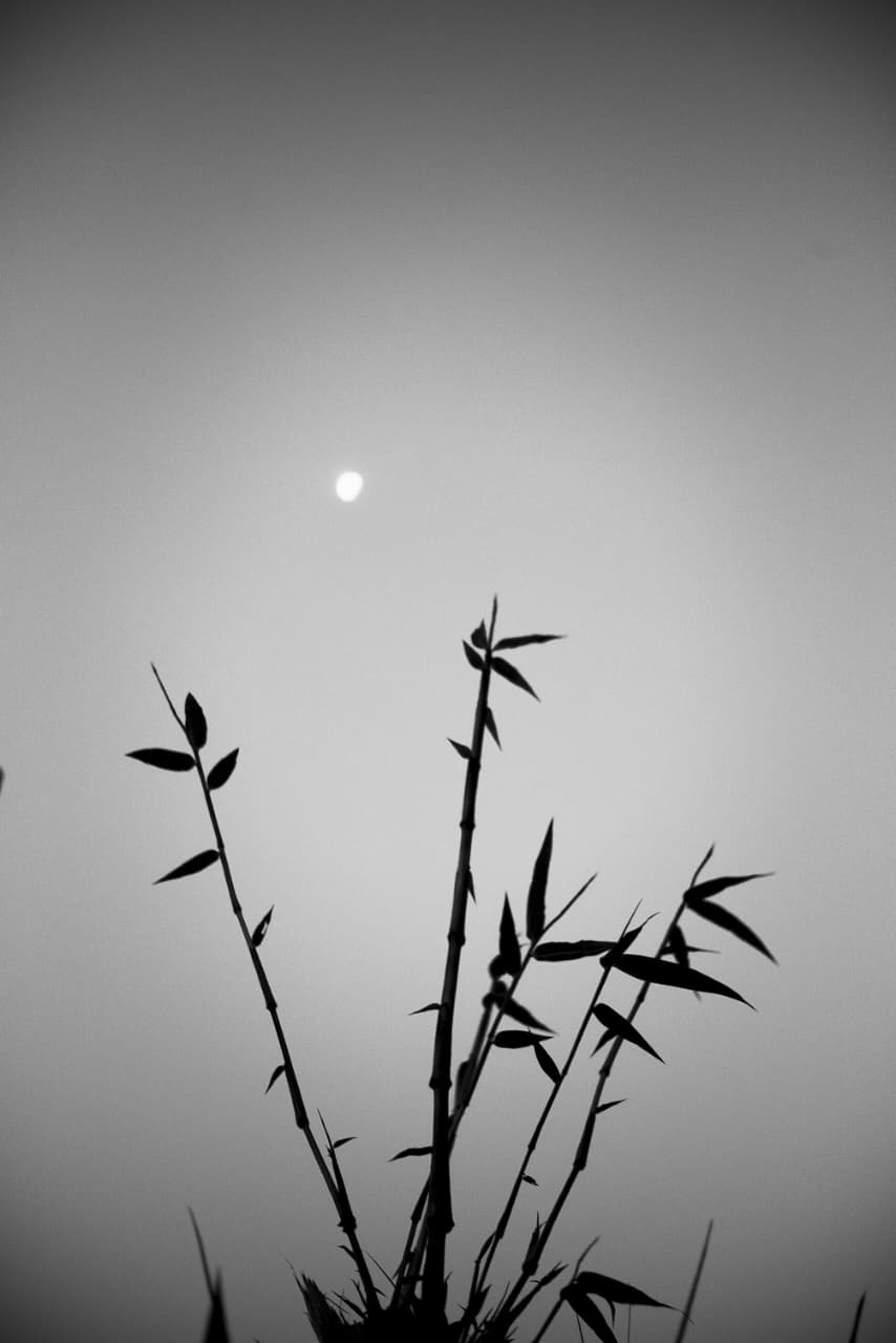 Bamboo stems in silhouette against a hazy sun