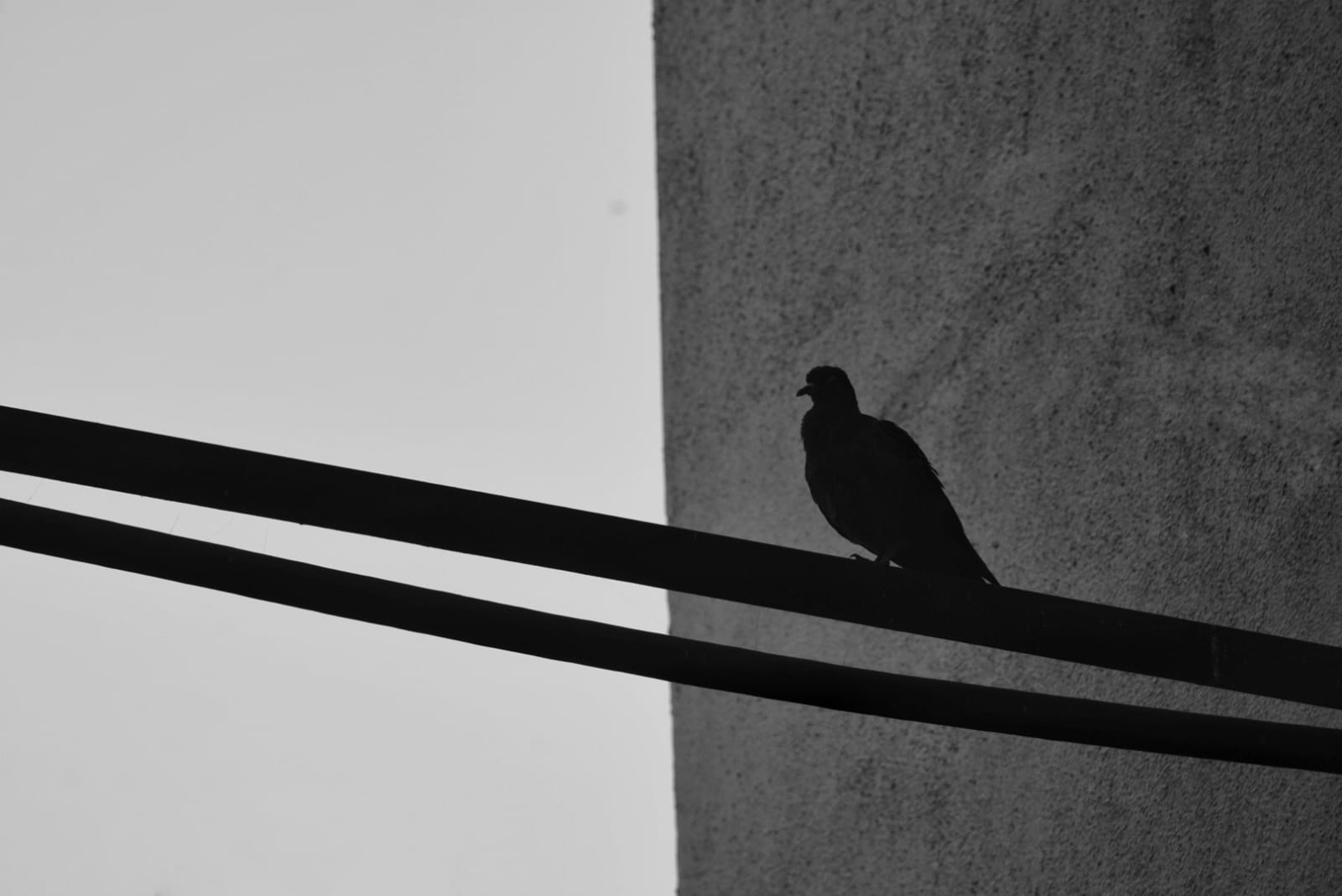 A pigeon in silhouette on a wire, wall edge splitting the frame behind it